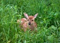 White-tailed small fawn deer lies in the grass.focus on the animal Royalty Free Stock Photo
