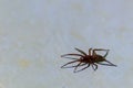 White Tailed Spider or Lampona spider specimen photographed close