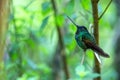White-tailed starfrontlet sitting on branch, hummingbird from tropical forest,Colombia,bird perching,tiny bird resting in rainfore Royalty Free Stock Photo