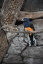 White Tailed Trogon