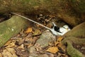 A nesting white-tailed tropic-bird