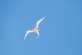 white tailed tropic bird - Phaethon lepturus dorotheae - flying in blue sky at island Fernando de Noronha