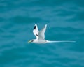 White-tailed tropic bird (Phaethon lepturus) flying on the sea