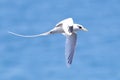 White Tailed Tropicbird in Flight Royalty Free Stock Photo