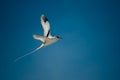 White-tailed tropicbird