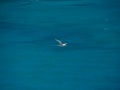 White-tailed tropicbird (Phaethon lepturus), bird in flight Royalty Free Stock Photo