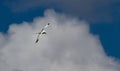 White-tailed tropicbird Phaethon lepturus bird in flight Royalty Free Stock Photo