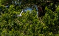 White-tailed tropicbird Phaethon lepturus bird in flight Royalty Free Stock Photo