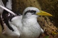 White-tailed Tropicbird Phaethon lepturus