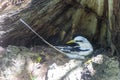 White Tailed Tropicbird Phaethon lepturus.at Cousin Island, Seychelles, Indian Ocean, Africa Royalty Free Stock Photo