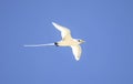 White Tailed Tropicbird Phaethon lepturus.at Cousin Island, Seychelles, Indian Ocean, Africa Royalty Free Stock Photo