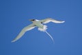 White-tailed Tropicbird Phaethon lepturus Royalty Free Stock Photo