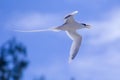 White-tailed Tropicbird Phaethon lepturus Royalty Free Stock Photo