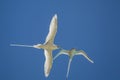 White-tailed Tropicbird Phaethon lepturus