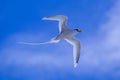 White-tailed Tropicbird Phaethon lepturus