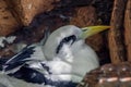 White-tailed Tropicbird Phaethon lepturus on the nest Royalty Free Stock Photo