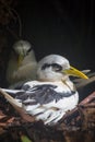 White-tailed Tropicbird Phaethon lepturus Royalty Free Stock Photo