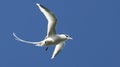 White-tailed tropicbird (Phaeton lepturus) in flight Royalty Free Stock Photo