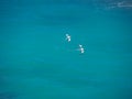 White-tailed tropicbirds (Phaethon lepturus), birds in flight Royalty Free Stock Photo