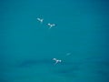 White-tailed tropicbirds (Phaethon lepturus), birds in flight Royalty Free Stock Photo