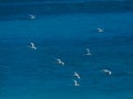 White-tailed tropicbirds (Phaethon lepturus), birds in flight