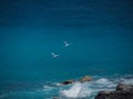 White-tailed tropicbirds (Phaethon lepturus), birds in flight Royalty Free Stock Photo