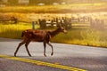 White-tailed or Virginia deer, crossing road in US