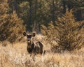 White-tailed or Virginia Deer wild animal in the spring forest british columbia canada