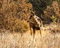 White-tailed or Virginia Deer wild animal in the spring forest british columbia canada