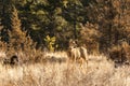 White-tailed or Virginia Deer wild animal in the spring forest british columbia canada