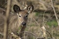 White-tailed or Virginia Deer wild animal in the spring forest british columbia canada