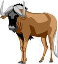 white-tailed wildebeest vector