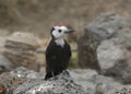 White-tailed Woodpecker male leuconotopicus albolarvatus