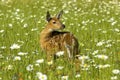 White tailled deer fawn in soring meadow Royalty Free Stock Photo