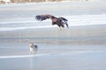 Dog and White-talied Sea Eagle