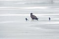 White-talied Sea Eagle and Common Magpie