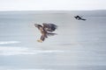 White-talied Sea Eagle