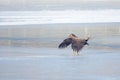 White-talied Sea Eagle