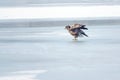 White-talied Sea Eagle