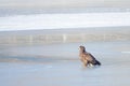 White-talied Sea Eagle