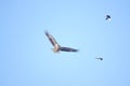 White-talied Sea Eagle and Common Magpie
