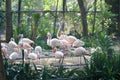 white tall leg bird,Flamingos, in group in cage in zoo with sunlight Royalty Free Stock Photo