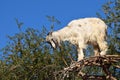 A native tamri goat climbing argan tree for food in Morocco