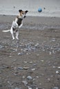 White and tan Jack Russell dog jumping to catch a ball on the beach Royalty Free Stock Photo