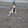 White and tan Jack Russell terrier dog, mouth open, catching ball on beach Royalty Free Stock Photo