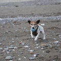 White and tan Jack Russell terrier dog running on a beach with ball Royalty Free Stock Photo