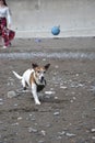 White and tan Jack Russell terrior dog running to catch ball on beach Royalty Free Stock Photo