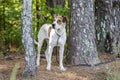 White and tan mixed breed puppy dog, animal shelter pet adoption photo Royalty Free Stock Photo