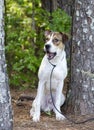 White and tan mixed breed puppy dog barking, animal shelter pet adoption photo Royalty Free Stock Photo