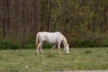 White and tan steeplechase horse grazing in a field overlooking the spring time forest. Royalty Free Stock Photo